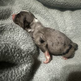 Steve - Blue merle male Australian Shepherd puppy in Saint Maries, Idaho from North Idaho Aussies