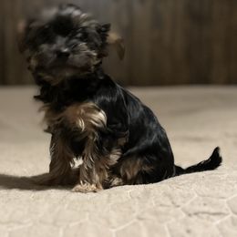 Boerboel, Shorkie, and Toy Australian Shepherd Puppies from SATA Kennels