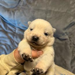 Boy 4 - Blue male Australian Cattle Dog puppy in Cottage Grove, Oregon from Heirloom Ranch
