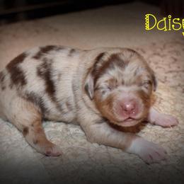 Daisy - Red merle female Australian Shepherd puppy in Iota, Louisiana from C'est Bon Aussies Australian Shepherds