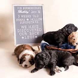 Bernedoodle Puppies from Sugarcreek Haven Bernedoodles