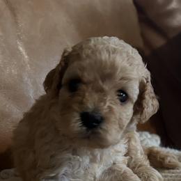 Carolina - Cream female Cavapoo puppy in Arabi, Georgia from Huckadoodle Farm