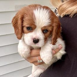 Cavalier King Charles Spaniel Puppies from Cane Creek Cavaliers