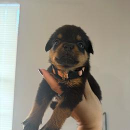 Female 3 - Black and mahogany female Rottweiler puppy in Cleveland, Texas from Vom Haus Fantasy Rottweiler Kennel