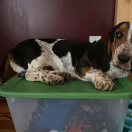 Basset Hound All Grown Up from Renaissance Bassets