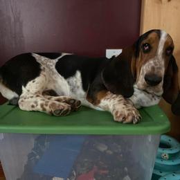Basset Hound All Grown Up from Renaissance Bassets