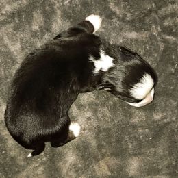 Obsidian - Black tri male Toy Australian Shepherd puppy in Phoenix, Arizona from LuminAussies - Toy Australian Shepherd