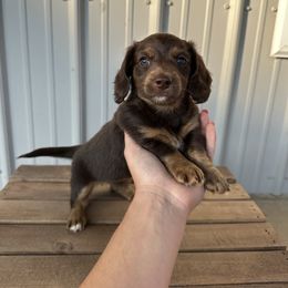 Dachshund Puppies from Twisted C’s Dachshunds