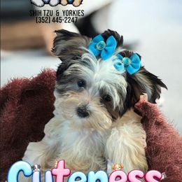 Fiona - Black and white female Shih Tzu puppy in Ocala, Florida from Yorkie  And Shih Tzu Love