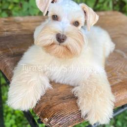 Dolly - Miniature Schnauzer