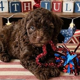 Bronco - Brown male Shihpoo puppy in Macon, Georgia from Shipoo Lane