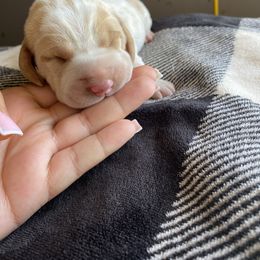Basset Hound Puppies from Valley Bassets
