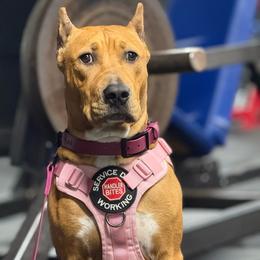 HONEY - Fawn sable female American Bully puppy in Texas from TEXAS BULLY FAMILY