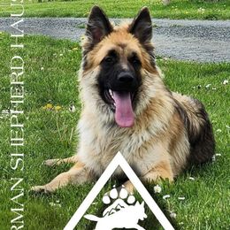 Llyle - German Shepherd