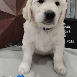 Blue collar boy - Light golden male Golden Retriever puppy in Rochester, Washington from Grand Mound Goldens