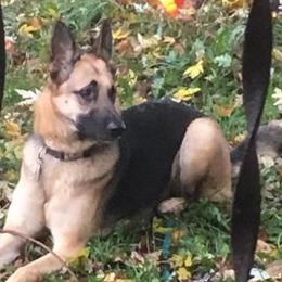 German Shepherds and Mastiffs from Sherry's German Shepherds and Mastiffs