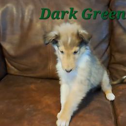 Dark Green Boy - Sable male Collie puppy in Kalispell, Montana from C4 Collies
