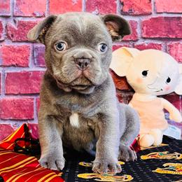 Harry - Blue male French Bulldog puppy in Spokane, Washington from 47 North Frenchies, LLC