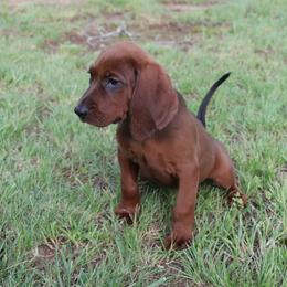 Boy 1 - Red male Redbone Coonhound puppy in Lebanon, Tennessee from Cedar Forest Redbones
