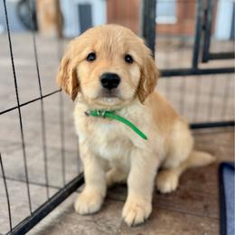 Basil (Green) - Dark golden male Golden Retriever puppy in Lodi, California from R3 Sport Dogs (R3 Goldens/ R3 Border Collies)