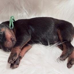 Green collar male - Black and rust male Doberman Pinscher puppy in Madison, Indiana from Jensen Dobermans and Dachshunds