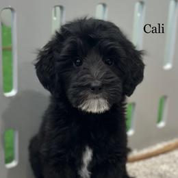 Cali - Black female Goldendoodle puppy in Milford, Indiana from Railway Acres Kennel