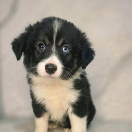 Chase - Black tri male Toy Australian Shepherd puppy in Bethany, Oklahoma from Donna's Toy & Mini Aussies