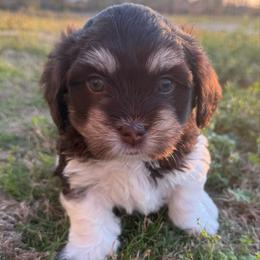 Boy 1 - Chocolate male Havanese puppy in Douglas, Georgia from Huffer Hounds and Havanese