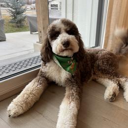 Assorted Doodle Crosses, Aussiedoodle, and Australian Shepherd Puppies from Junipersdoodles