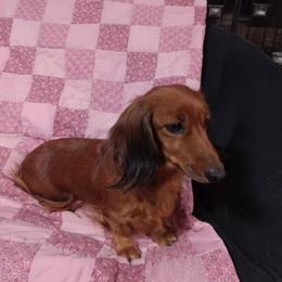 Dachshund All Grown Up from Deb’s Darlin’ Dachshunds