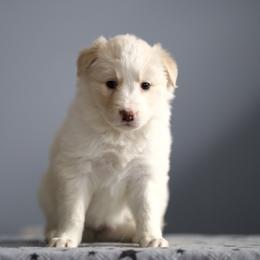 Tour - Gold female Border Collie puppy in Milford, Massachusetts from Blackbird Kennels