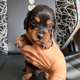 Dracula - Black and tan male Dachshund puppy in Tampa, Florida from EntityDachs