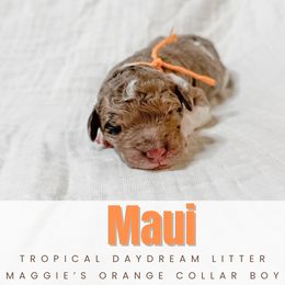 Litter of 11 Puppies Available - White and gray male Newfoundland puppy in Alto, Georgia from KelleyDoodles