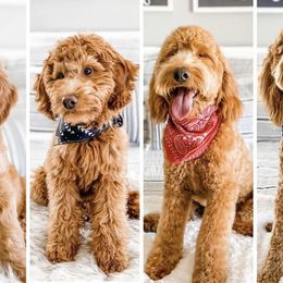 Goldendoodles from Goldendoodle AZ