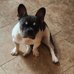 Armani - Blue French Bulldog puppy in Bolingbrook, Illinois from Taylor-Made Luxury Kennels