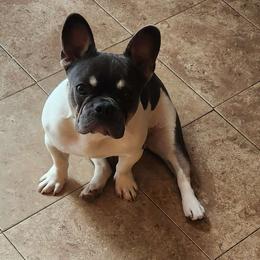 Armani - Blue French Bulldog puppy in Bolingbrook, Illinois from Taylor-Made Luxury Kennels
