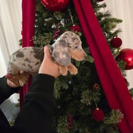 Girl 2 - Dapple female Dachshund puppy in Hesperia, California from VOM HAUSE Imperial