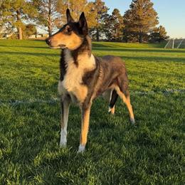 Enid - Collie