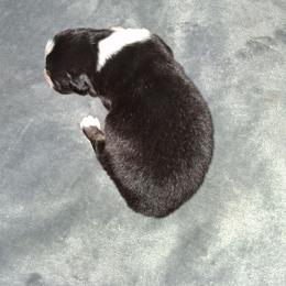 TBD - Black tri-color male Australian Shepherd puppy in Luther, Michigan from Pine River Australian Shepherds