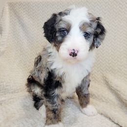 Silver - Merle male Bernedoodle puppy in Shelton, Washington from NW Bernedoodles of Washington