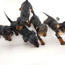 Dachshund Puppies from White River Valley Kennel