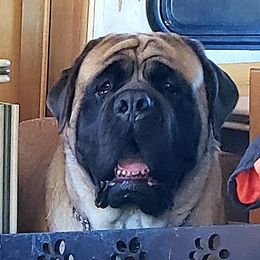 Mastiffs from Dahl Mastiffs