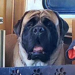 Mastiffs from Dahl Mastiffs