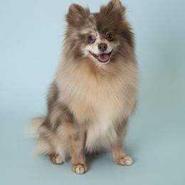 Lainey - Loo - Pomeranian