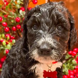 Red Collar Female - Black and white Sheepadoodle puppy in Camden, North Carolina from Luv My Doodle