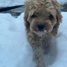 Millie - Cockapoo