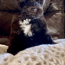 Miniature Schnauzer Puppies from Bar W Schnauzers