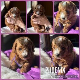 Phoenix - Parti female Poodle puppy in Mount Vernon, Illinois from AMC Poodles