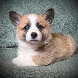 Boy 3 - Red male Pembroke Welsh Corgi puppy in Surprise, Arizona from Ruff and Rowdy Corgis