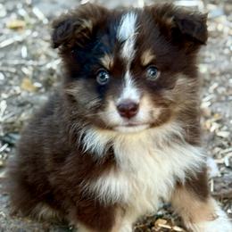 Knox - Red tri male Miniature Australian Shepherd puppy in Patterson, North Carolina from DreamLine Aussies